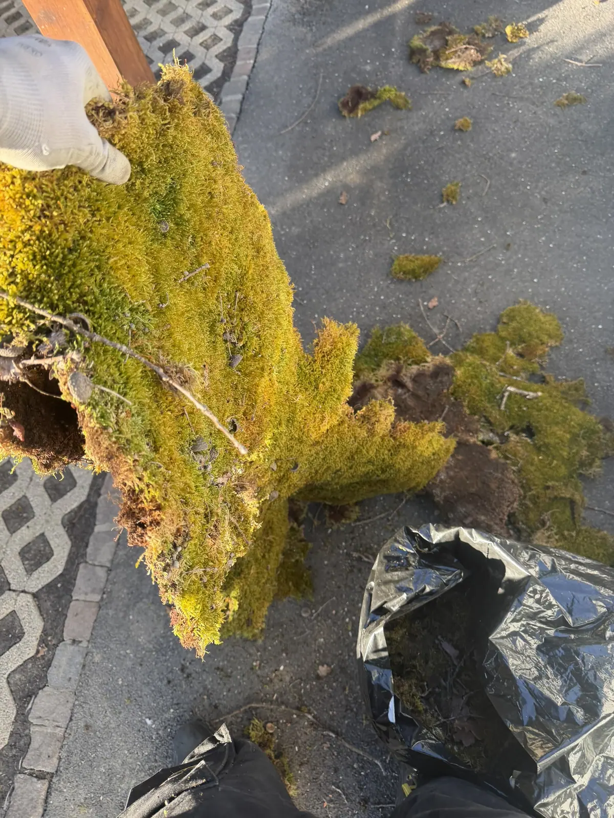 Mousses et lichens installés sur une couverture en tuiles.